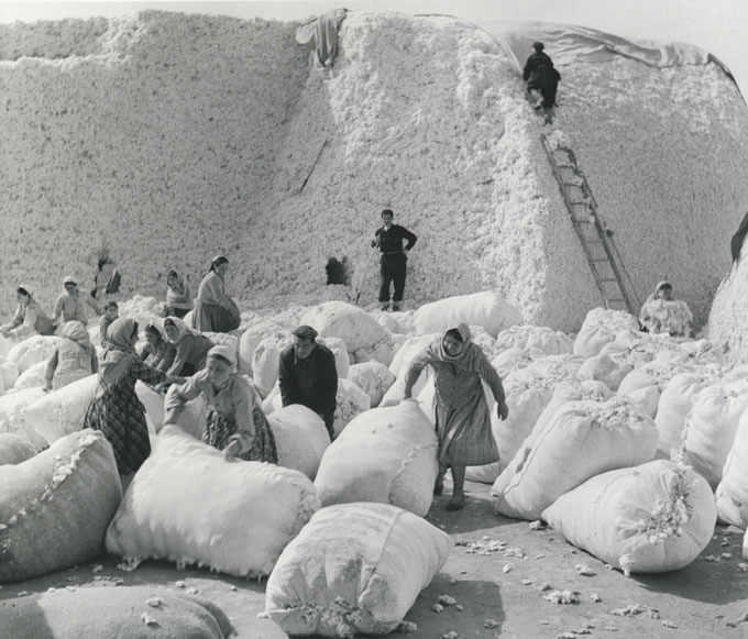 A black and white photo of people bagging a mound of cotton.