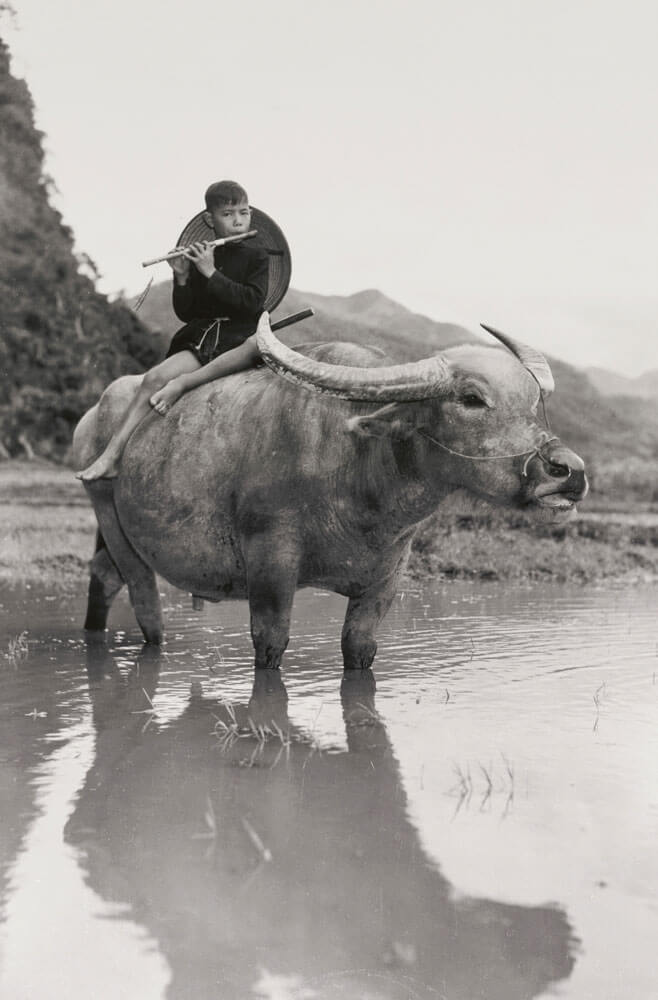 A black and white photo of a boy playing the flute white sitting atop a water buffalo.