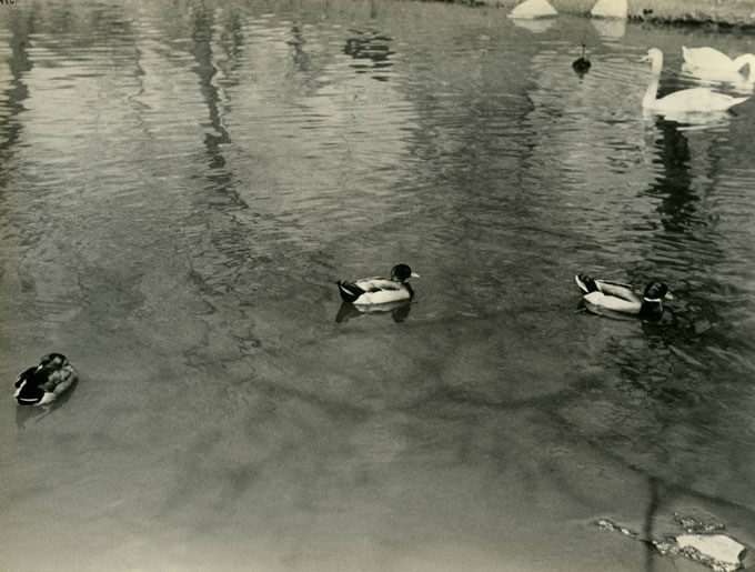 Mallards and swans swim in a pond.