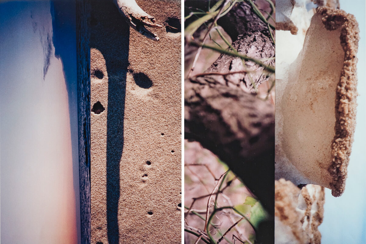 Three vertical slices of photos showing a gradient sky or water, sandy terrain with driftwood shadow, tree branches, and a textured mushroom.